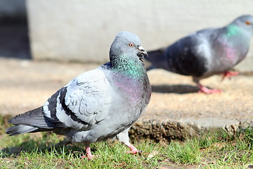 Image showing male pigeon walking proud