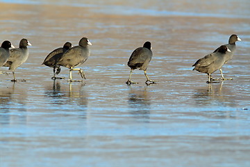 Image showing birds walking on frozen lake