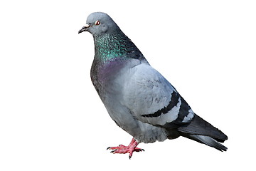 Image showing isolated male pigeon