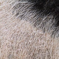 Image showing domestic pig fur