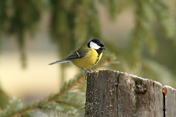 Image showing great tit perched on a stump feeder