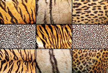 Image showing tiger and leopard different real patterns