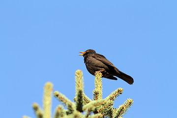 Image showing male turdus merula singing