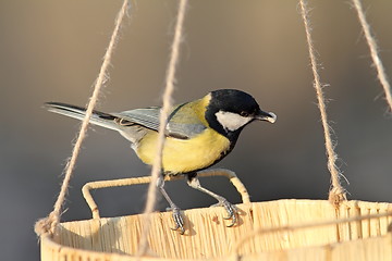 Image showing great tit eating seeds