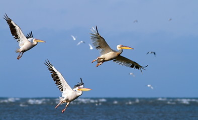 Image showing great pelicans taking off from sea surface