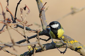 Image showing great tit perched on twig