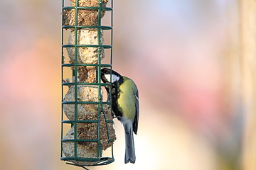 Image showing great tit grabbing lard from feeder