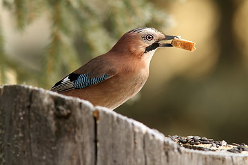Image showing european jay eating bread