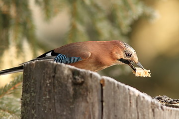 Image showing jay has grabbed the food