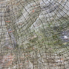 Image showing real textured surface on spruce stump