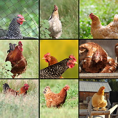 Image showing images of hens and roosters