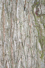 Image showing larch textured bark