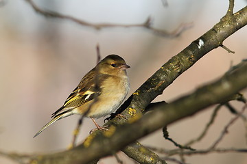 Image showing female fringilla coelebs in the garden