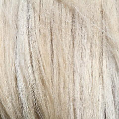 Image showing pony white mane