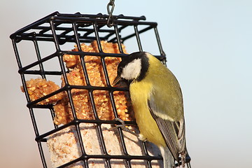 Image showing parus major feeding on lard