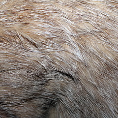 Image showing real wild cat fur