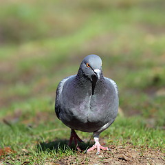 Image showing male pigeon walking in the park