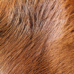 Image showing detail of horse fur