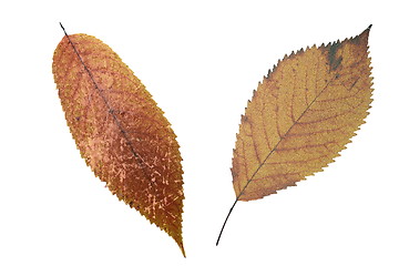 Image showing abstract grungy faded leaves