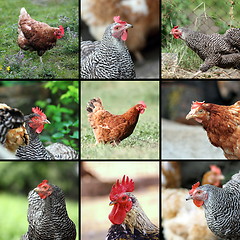 Image showing livestock images form the farm
