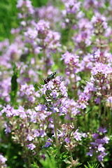 Image showing insect on wild flower