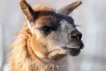 Image showing llama closeup