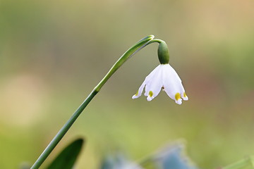 Image showing closeup of snowdrop in spring