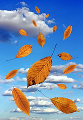 Image showing falling leaves over blue sky