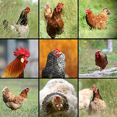 Image showing images of farm birds
