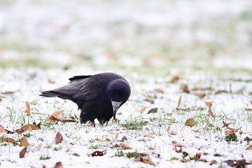 Image showing black crow foraging in a winter day