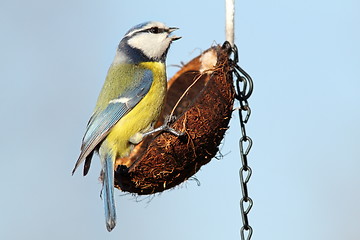 Image showing small garden bird on feeder