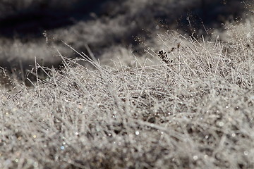 Image showing rime on wild meadow