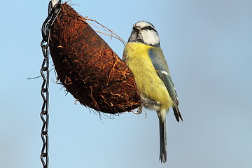 Image showing parus caeruleus feeding on coconut with lard