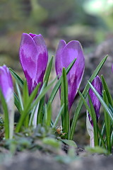 Image showing purple cultivated saffron