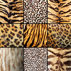 Image showing collection of wild cats fur