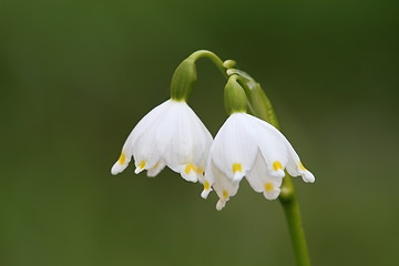 Image showing spring snowflakes