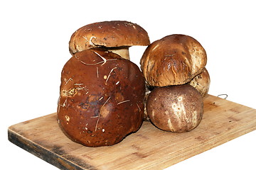 Image showing mushroom gathered from the forest ready for cooking