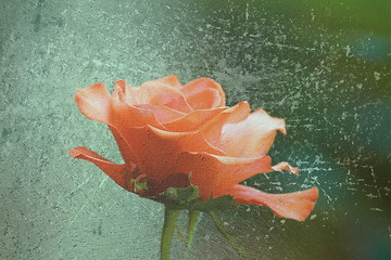 Image showing abstract distressed view of red rose