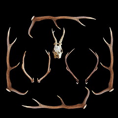 Image showing deer hunting trophies on dark background