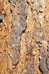 Image showing colorful old pine bark