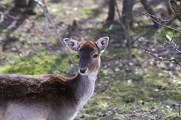 Image showing fallow deer doe portrait