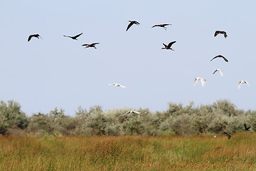 Image showing flock of wild birds in danube delta