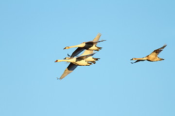 Image showing mute swans family in flight