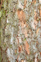 Image showing larix decidua bark detail