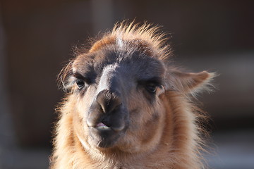 Image showing spitting llama head