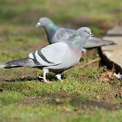 Image showing pigeon on lawn in the park