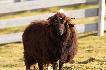 Image showing brown sheep