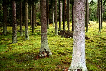 Image showing lost in the forrest