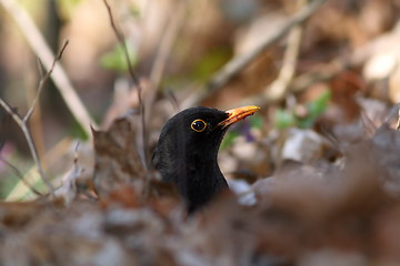 Image showing male common blackbird hiding