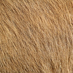 Image showing beige pony textured hair